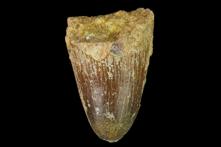 Cretaceous Fossil Crocodile Tooth - Morocco #140548